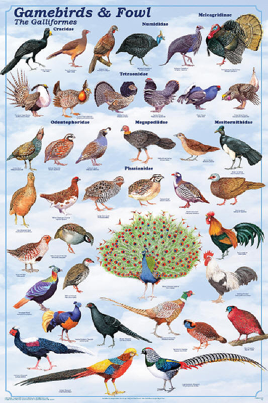 Galliformes - Alchetron, The Free Social Encyclopedia